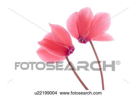 Picture - Cyclamen. Fotosearch