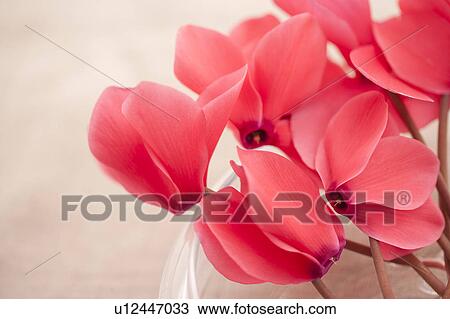 Stock Image - Cyclamen. Fotosearch