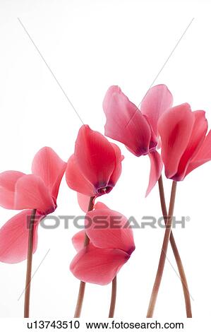 Stock Image - Cyclamen. Fotosearch