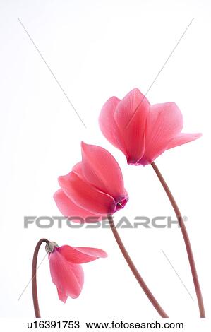 Cyclamen View Large Photo Image Stock Image - Cyclamen. Fotosearch