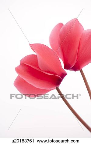 Cyclamen View Large Photo Image Stock Image - Cyclamen. Fotosearch