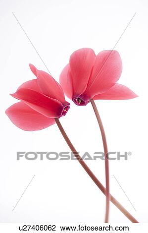 Cyclamen View Large Photo Image Stock Image - Cyclamen. Fotosearch