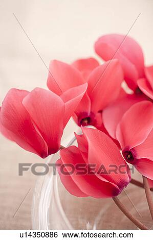 Stock Photograph - Cyclamen. Fotosearch