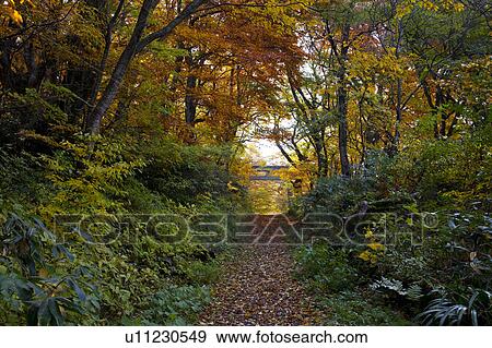 Daisen road, Tottori Prefecture, Honshu, Japan View Large Photo Image Stock Photo - Daisen road, Tottori Prefecture, Honshu, Japan . Fotosearch