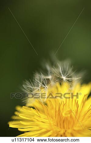 Dandelion View Large Photo Image Picture - Dandelion. Fotosearch