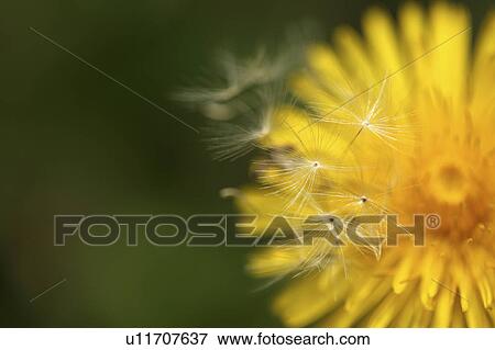 Stock Photo - Dandelion. Fotosearch