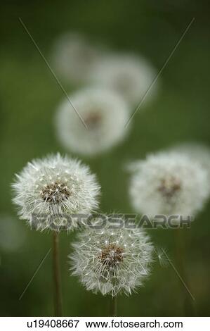 Stock Photo - Dandelion. Fotosearch