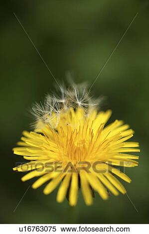 Stock Photography - Dandelion. Fotosearch