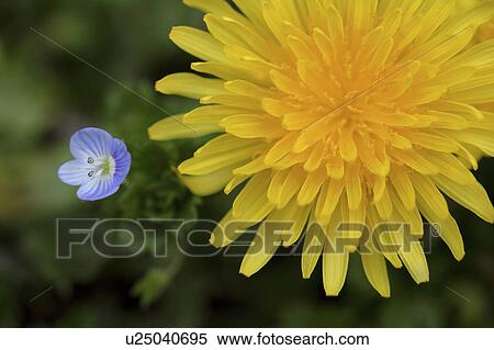 Stock Photography - Dandelion. Fotosearch