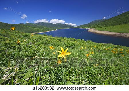 Day Lily blooming near Lake Nozori, Gunma Prefecture, Honshu, Japan View Large Photo Image Stock Image - Day Lily blooming near Lake Nozori, Gunma Prefecture, Honshu, Japan. Fotosearch