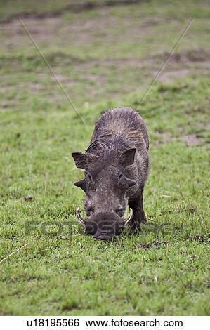 Desert Warthog View Large Photo Image Stock Photograph - Desert Warthog. Fotosearch