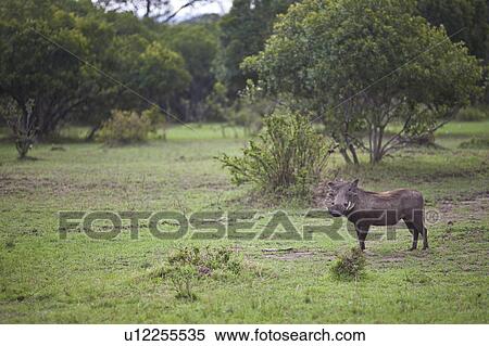 Desert Warthog View Large Photo Image Stock Photography - Desert Warthog. Fotosearch