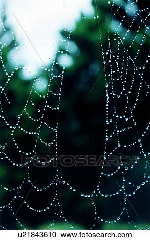 Dew drops on spider web View Large Photo Image Stock Image - Dew drops on spider web. Fotosearch