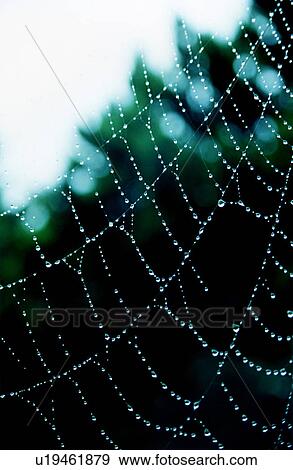 Dew drops on spider web View Large Photo Image Stock Photo - Dew drops on spider web. Fotosearch
