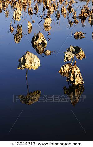Dried Lotus Leaves View Large Photo Image Stock Image - Dried Lotus Leaves. Fotosearch