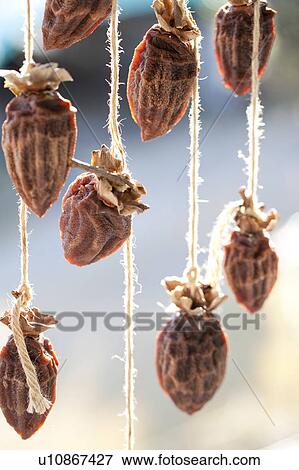 Stock Photo - Dried persimmon. Fotosearch