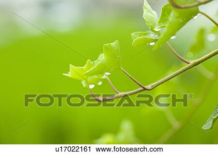 Stock Image - English Ivy and Waterdrop. Fotosearch