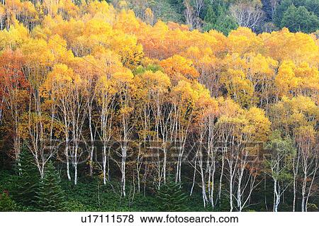 Stock Photo - Erman's Birch Forest in Autumn. Fotosearch