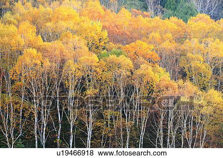 Erman's Birch Forest in Autumn View Large Photo Image Stock Photo - Erman's Birch Forest in Autumn. Fotosearch