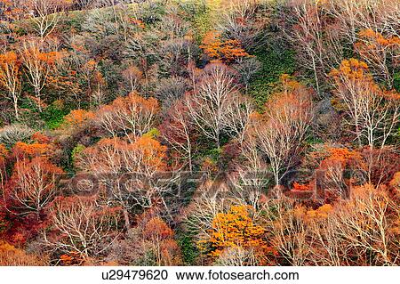 Erman's Birch Trees in Autumn View Large Photo Image Stock Image - Erman's Birch Trees in Autumn. Fotosearch
