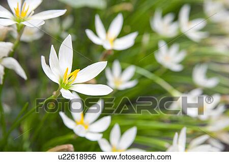 Stock Photograph - Fairy Lilies. Fotosearch