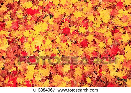 Stock Photo - Fallen Japanese maple leaves. Fotosearch