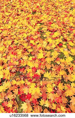 Fallen Japanese maple leaves View Large Photo Image Stock Photo - Fallen Japanese maple leaves. Fotosearch