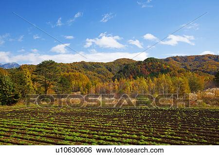 Stock Photograph - Farm, Gifu Prefecture, Honshu, Japan. Fotosearch