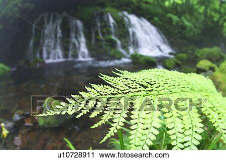 Stock Image - Fern and Mototakifukuryusui, Nikaho city, Akita Prefecture, Honshu, Japan. Fotosearch