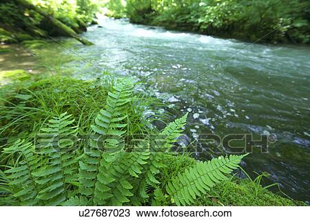 Stock Image - Fern and Oirase river, Aomori Prefecture, Honshu, Japan. Fotosearch
