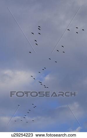 Stock Image - Flock of Cormorants. Fotosearch