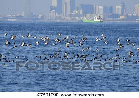 Stock Image - Flock of Tufted Duck at Tokyo Bay. Fotosearch