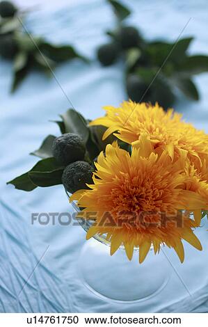 Flower Arrangement of Sunflowers and Yuzu View Large Photo Image Stock Image - Flower Arrangement of Sunflowers and Yuzu. Fotosearch