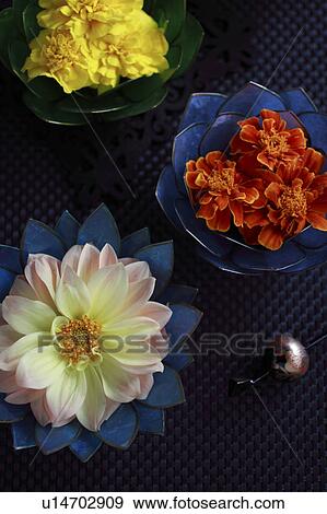 Stock Photo - Flower Heads on Plate. Fotosearch