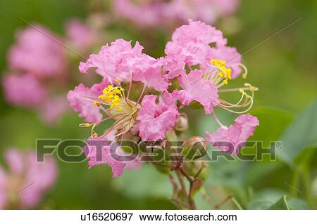 Flowers of Crape myrtle View Large Photo Image Stock Photo - Flowers of Crape myrtle. Fotosearch