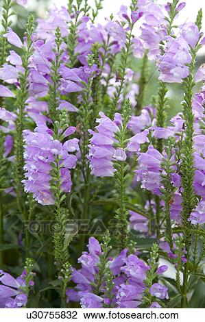 Stock Image - Flowers of False Dragonhead. Fotosearch