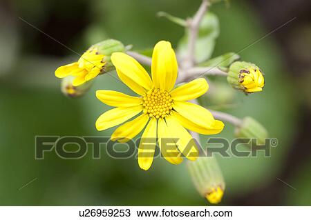 Stock Image - Flowers of Leopard Plant. Fotosearch