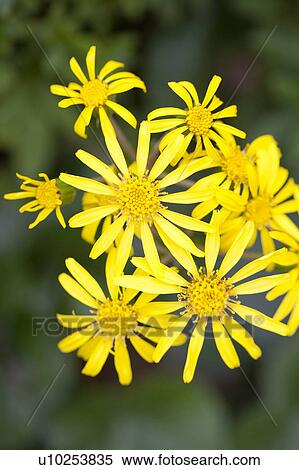 Flowers of Leopard Plant View Large Photo Image Stock Photography - Flowers of Leopard Plant. Fotosearch