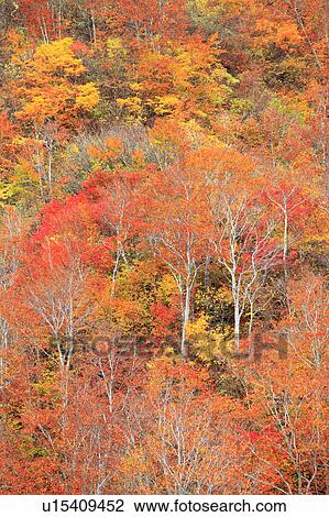 Forest in Autumn View Large Photo Image Stock Image - Forest in Autumn. Fotosearch