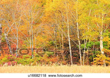 Forest in Autumn View Large Photo Image Stock Photo - Forest in Autumn. Fotosearch