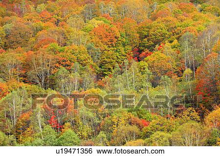 Stock Photograph - Forest in Autumn. Fotosearch