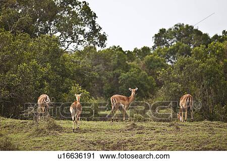 Four Impalas View Large Photo Image Stock Image - Four Impalas. Fotosearch
