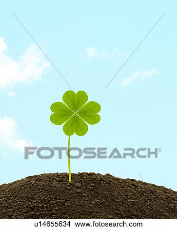 Four Leaf Clover Growing View Large Photo Image Picture - Four Leaf Clover Growing. Fotosearch