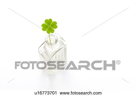 Stock Image - Four Leaf Clover in Glass Bottle. Fotosearch