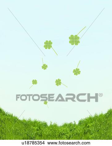 Four Leaf Clover Over Grass View Large Photo Image Picture - Four Leaf Clover Over Grass. Fotosearch