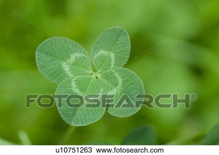 Stock Image - Four-leaf Clover. Fotosearch