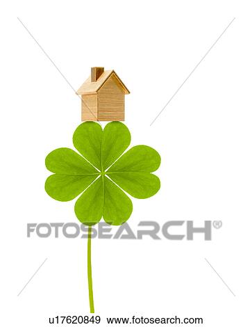 Four Leaf Clover View Large Photo Image Stock Photo - Four Leaf Clover. Fotosearch