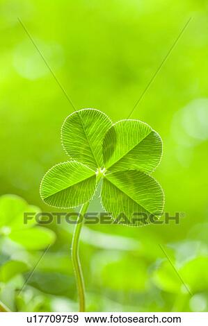 Four-leaf Clover View Large Photo Image Stock Photo - Four-leaf Clover. Fotosearch