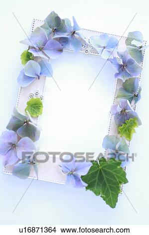 Frame attached Hydrangea Flowers and English Ivy View Large Photo Image Picture - Frame attached Hydrangea Flowers and English Ivy. Fotosearch