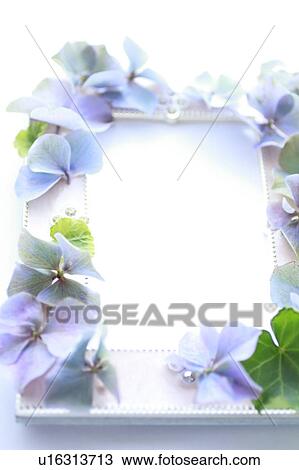 Stock Image - Frame attached Hydrangea Flowers and English Ivy. Fotosearch